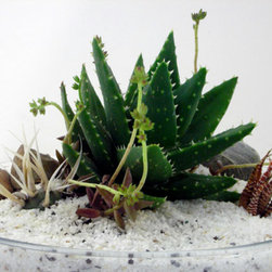Planted decor - Home Decor