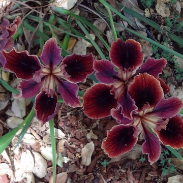 Burlingame, CA - Simson's Mediterranean & California Native Plants Garden