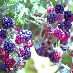 Wild Berries - Artwork