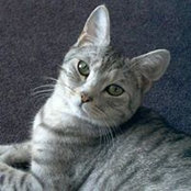 Joh Puglisi's photo
