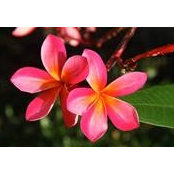 Bonni Young's photo