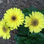 Jan Norman's photo