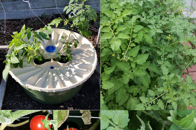 Tomato Growing Without Watering