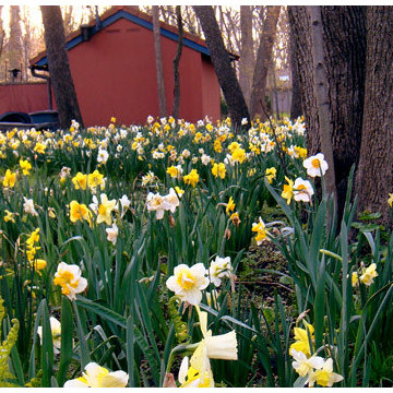 Spring Bulbs (Tulips, Daffodils, Hyacinths, Gallium and more)