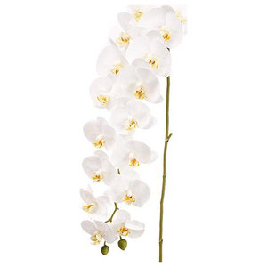 32 Phalaenopsis Orchid Spray White Green Pack of 6