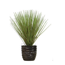 Plants