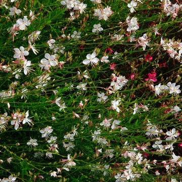 jardin exotique