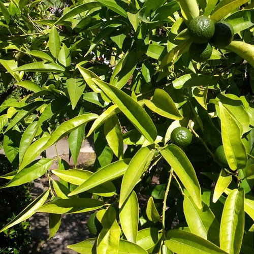 My Mandarin tree has pale color leaves..