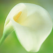 Jinbo Xu's photo