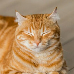 Cat Interior Design Studio