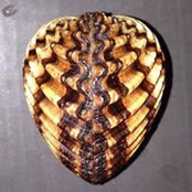 Foto von ShellGallery Vlora