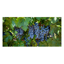 Douglas Page Photographic Arts - Alexander Valley Grapes, Canvas Giclee, 48"x24" - Prints And Posters