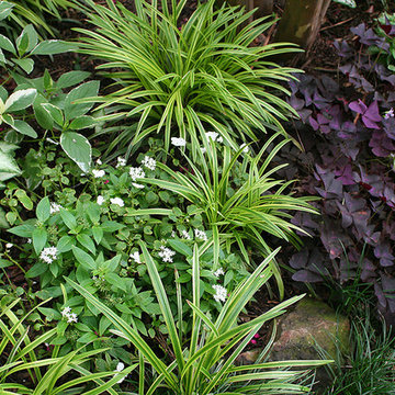 Beautiful Blooming Borders