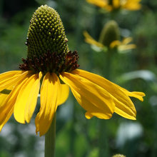 Bees,Birds & Butterflies