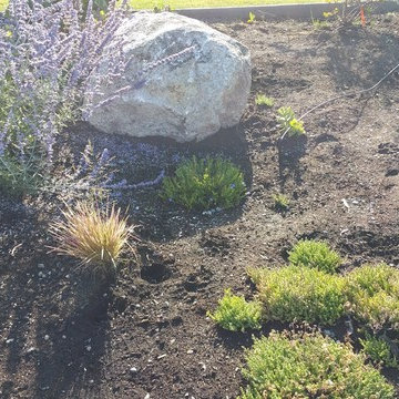 Edible Front Yard
