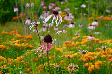 Inspiration for a rustic full sun landscaping in Portland Maine.