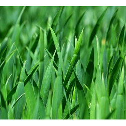 Fertilizer Service and Programs - Lifestyle And Leisure