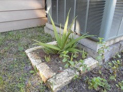Aloe and Temperature Tolerance | Houzz Forum