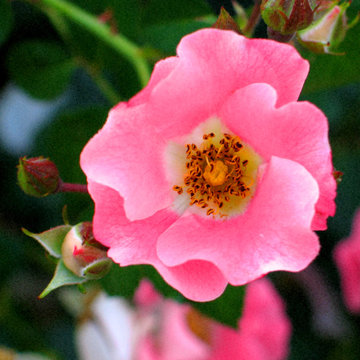 Stop and Smell the Roses