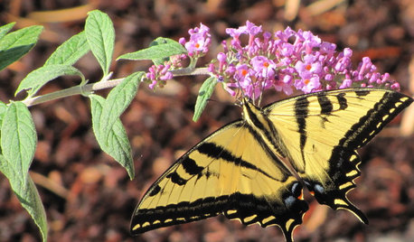 12 Dromedar-Pflanzen, die auch bei Hitze und Dürre blühen