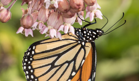 Help Monarchs and Other Butterflies by Planting Common Milkweed