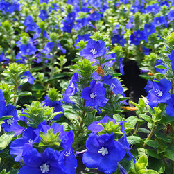 Featured Plants - Products