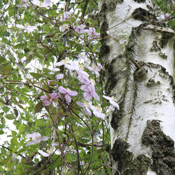 Clematis gepflanzt an der Weißbirke