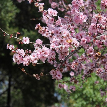 Plants in the Landscape