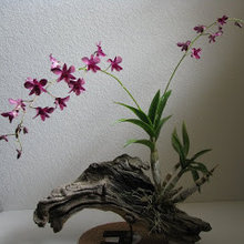 orchids