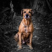 Foto von Frank Hoppen