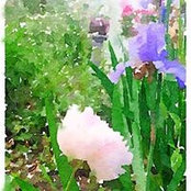 Foto von Trish Parcell