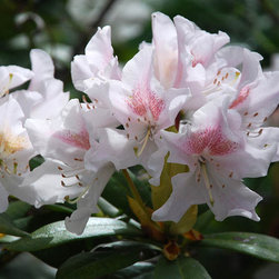 g 2 Rhodo cunningham's blush.jpg - Products