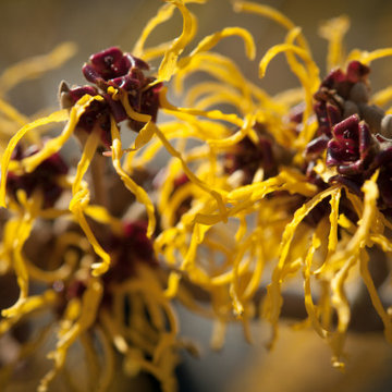 Infuse your garden with late winter blooms and fragrance