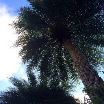 Modern Tropical Design - Coral Gables, FL