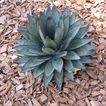 Un jardin ensoleillé