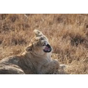 Scott Okino's photo