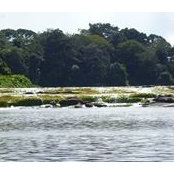 Anjulio Wolf's photo