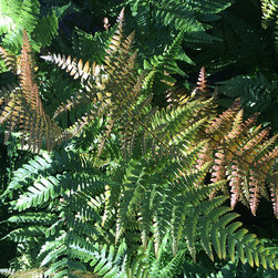Current Featured Plants - Products