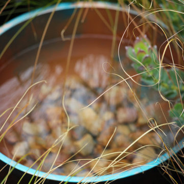 Resilience- Intended for Melbourne International Flower & Garden Shown 2020