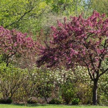 Country Fruit Tree Pruning