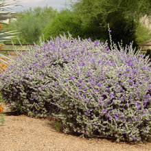 Landscape Ideas