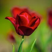 Nicole Moree's photo