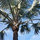 kimberly_fields41