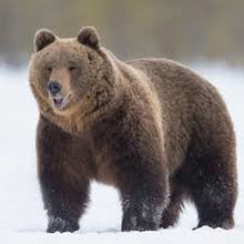 bears