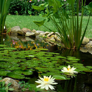 Pond & Water Garden