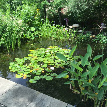 Half-Acre Garden in Towson, MD