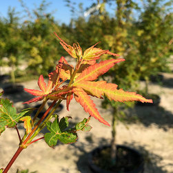 Current Featured Plants - Products