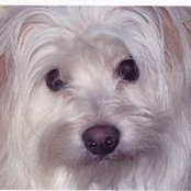Cari Meyers's photo