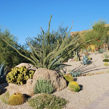 Desert