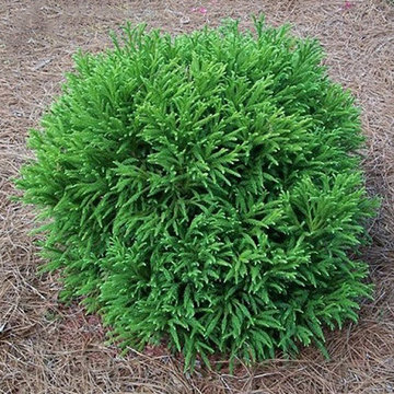 Dwarf Japanese Cedar - Cryptomeria japonica 'Globosa Nana'